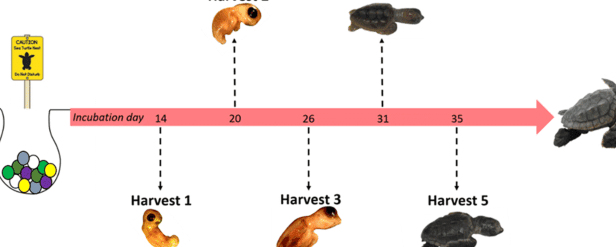 Trastornos Reproductivos y de Crecimiento en Tortugas