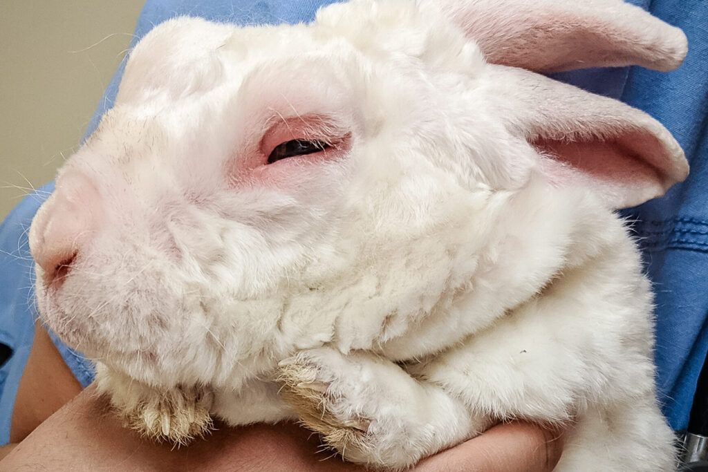 Enfermedades Infecciosas en Conejos