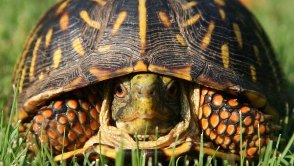 Problemas Digestivos y Renales en Tortugas