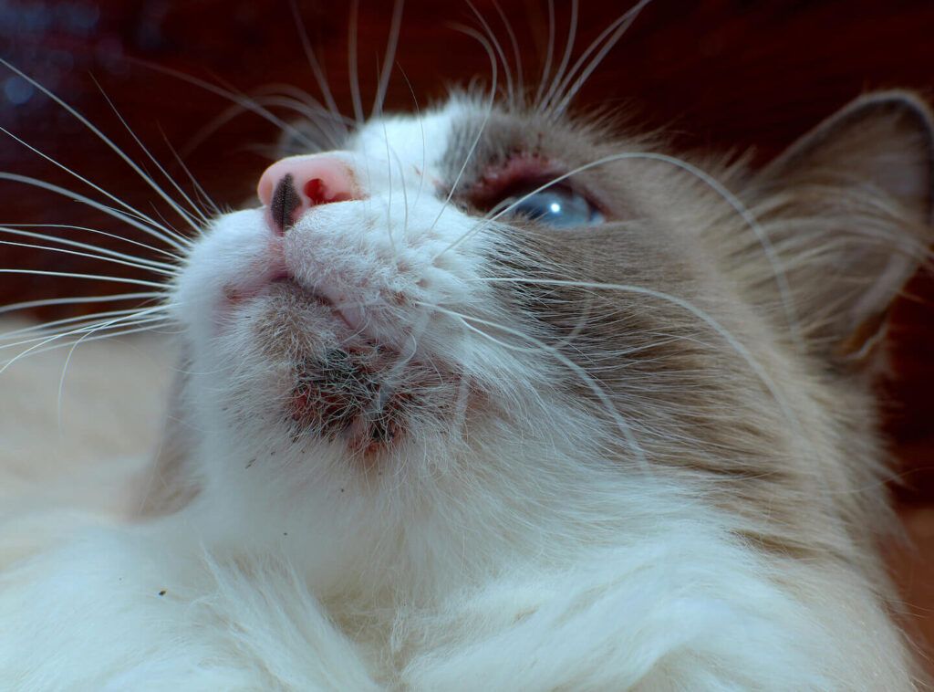 Problemas Dermatológicos y Alergias en Gatos