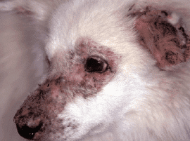 Enfermedades y Problemas Dermatológicos en Perros