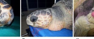 Problemas Digestivos y Renales en Tortugas