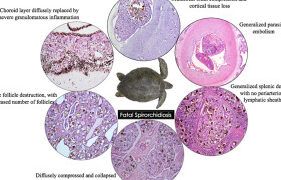 Enfermedades Infecciosas y Parásitos en Tortugas
