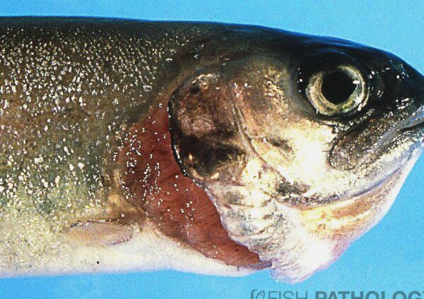 Enfermedades Infecciosas en Peces