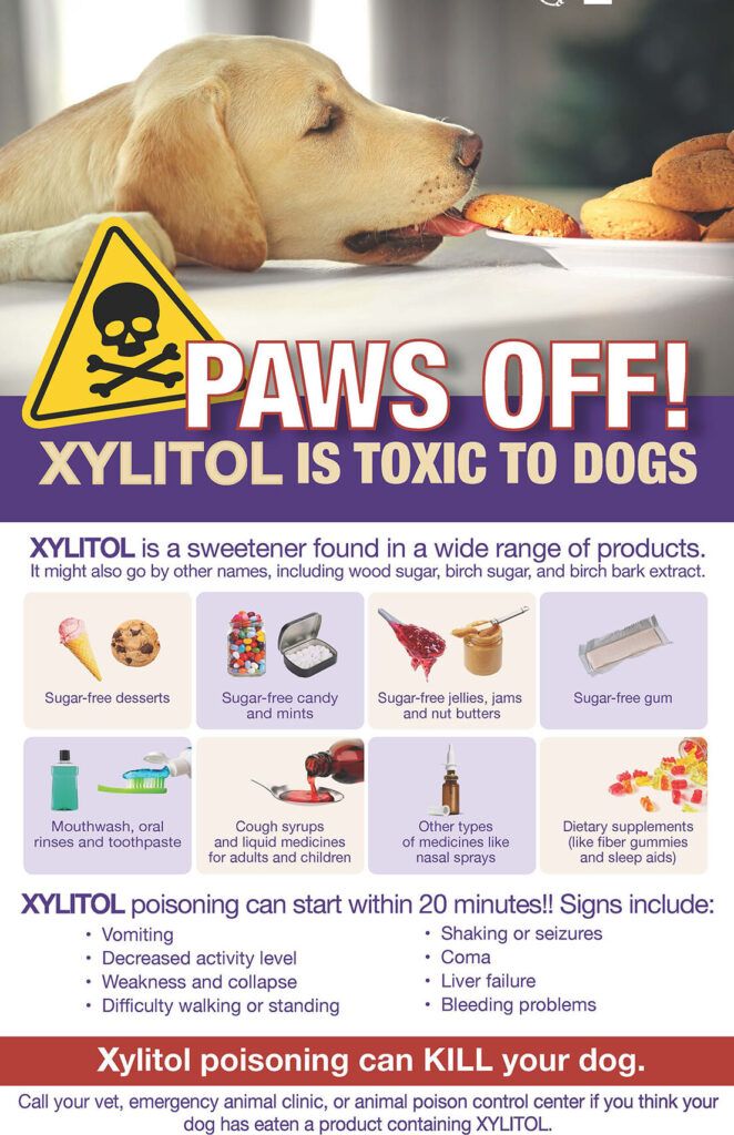 Enfermedades y Problemas Dermatológicos en Perros