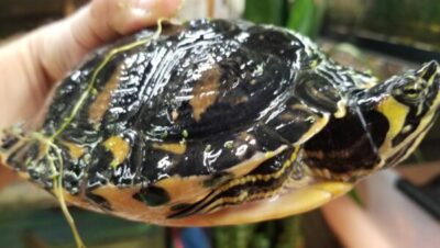 Enfermedades Neurológicas y de Comportamiento en Tortugas