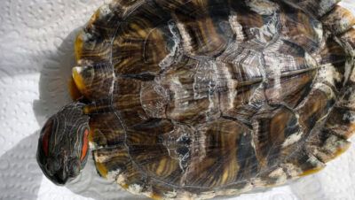 Problemas Dermatológicos y del Caparazón en Tortugas