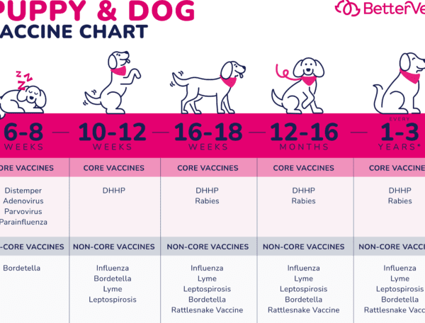 Cuidados Generales en Perros