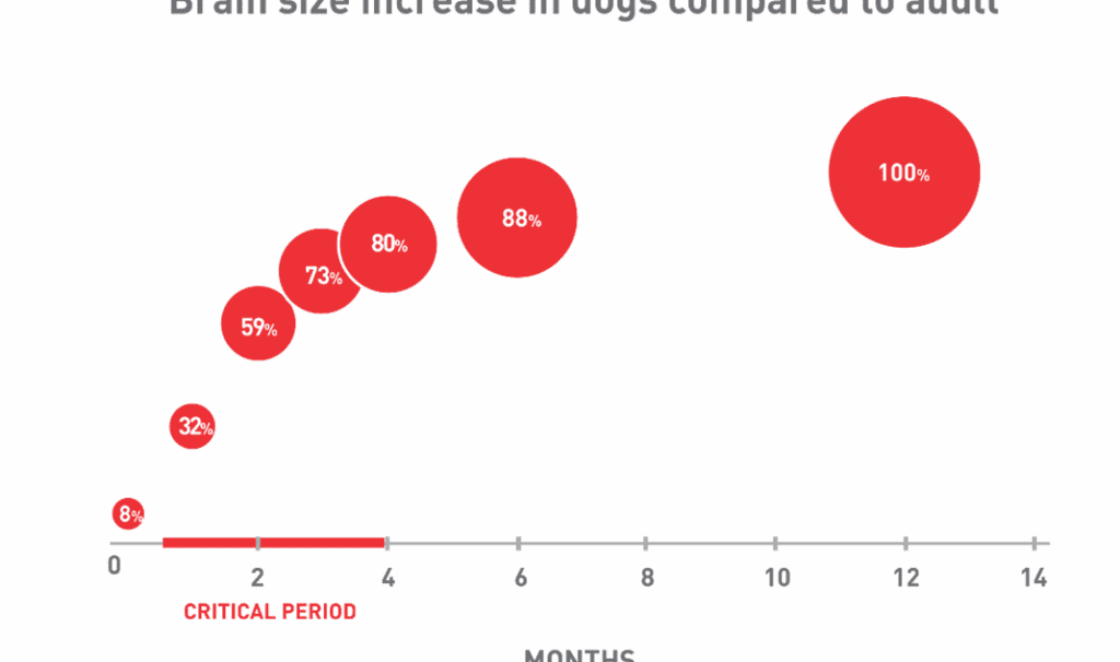 Nutrición en Perros
