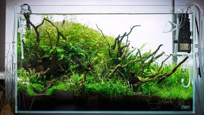 Problemas Ambientales y de Manejo en Peces