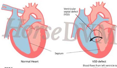 Enfermedades Cardiovasculares y Respiratorias en Caballos