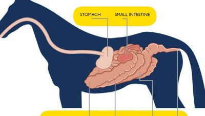 Trastornos Nutricionales y Metabólicos en Caballos