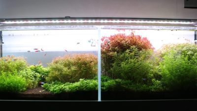 Problemas Ambientales y de Manejo en Peces