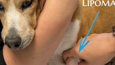 Otras enfermedades o problemas en perros