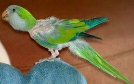Nutrición y Dieta en Loros