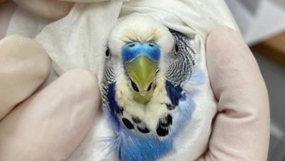 Problemas Respiratorios en Loros