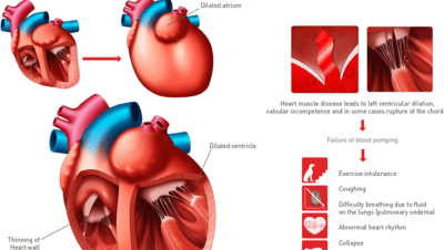 Enfermedades y Condiciones Médicas Felinas