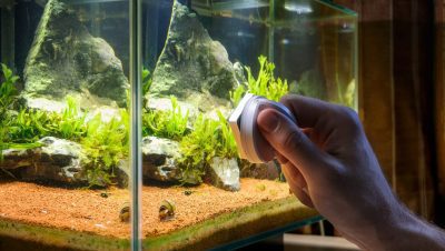 Problemas Ambientales y de Manejo en Peces