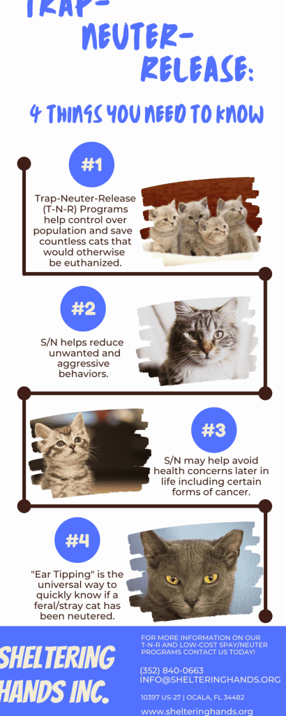 Prevención y Tratamiento de Lesiones y Accidentes en Gatos