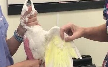 Primeros Auxilios y Emergencias en Loros