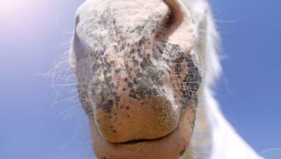 Prevención Vacunación y Bioseguridad en Caballos