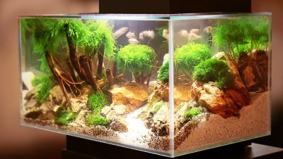 Conservación y Educación Ambiental para Peces