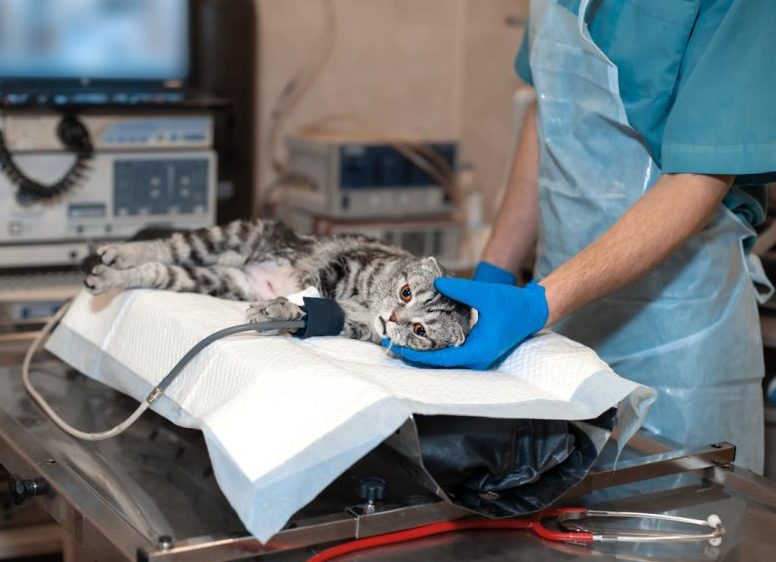 Enfermedades y Condiciones Médicas Felinas