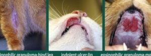 SÍNDROME EOSINOFÍLICO FELINO: Guía ESENCIAL para PROPIETARIOS