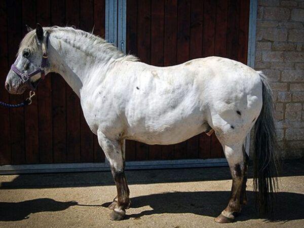 Enfermedades Infecciosas y Parasitarias en Caballos