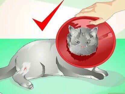 Enfermedades Infecciosas y Parasitarias en Gatos