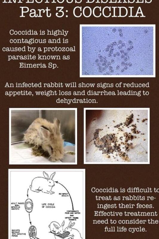 Enfermedades Infecciosas en Conejos