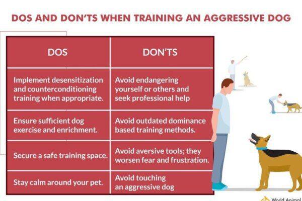 Enfermedades y Trastornos Oftalmológicos en Perros