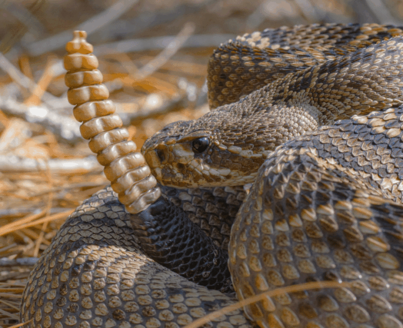 Convivencia y Socialización de Serpientes