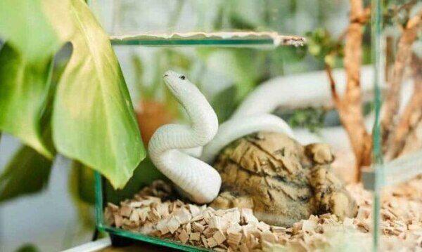 Cuidados Preventivos y Veterinarios para Serpientes