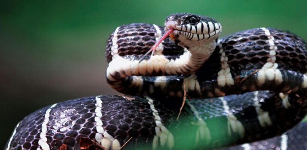 Cuidados Preventivos y Veterinarios para Serpientes