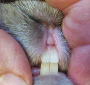 Salud Dental en Conejos