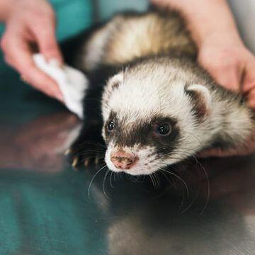 Salud y Enfermedades de Hurones