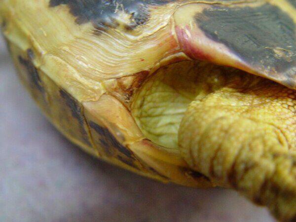 Trastornos Nutricionales y Metabólicos en Tortugas