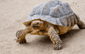 Problemas Dermatológicos y del Caparazón en Tortugas