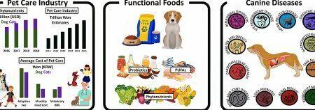 Otras enfermedades o problemas en perros