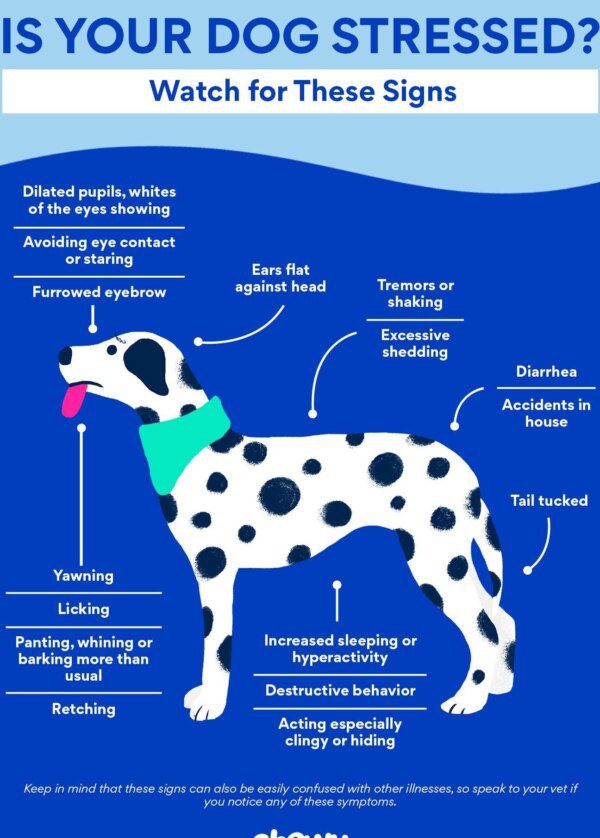 estrategias efectivas para manejar la ansiedad y el estres en perros