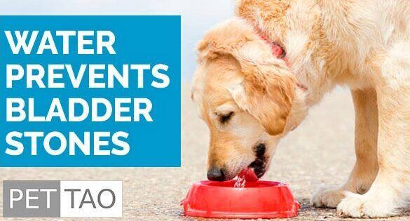 Enfermedades del Sistema Urogenital en Perros