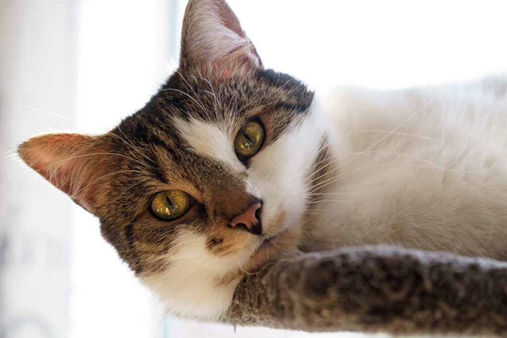 Enfermedades Infecciosas y Parasitarias en Gatos