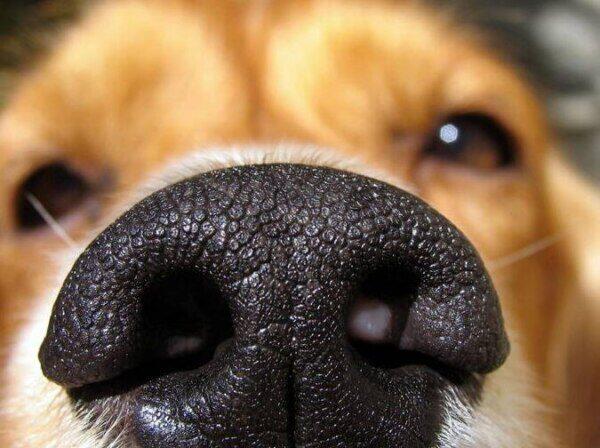 Enfermedades del Sistema Respiratorio en Perros