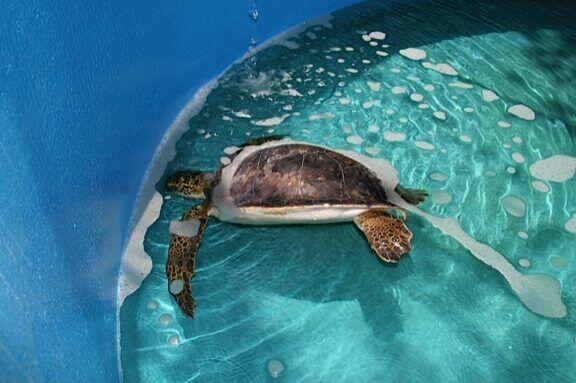 Trastornos Nutricionales y Metabólicos en Tortugas
