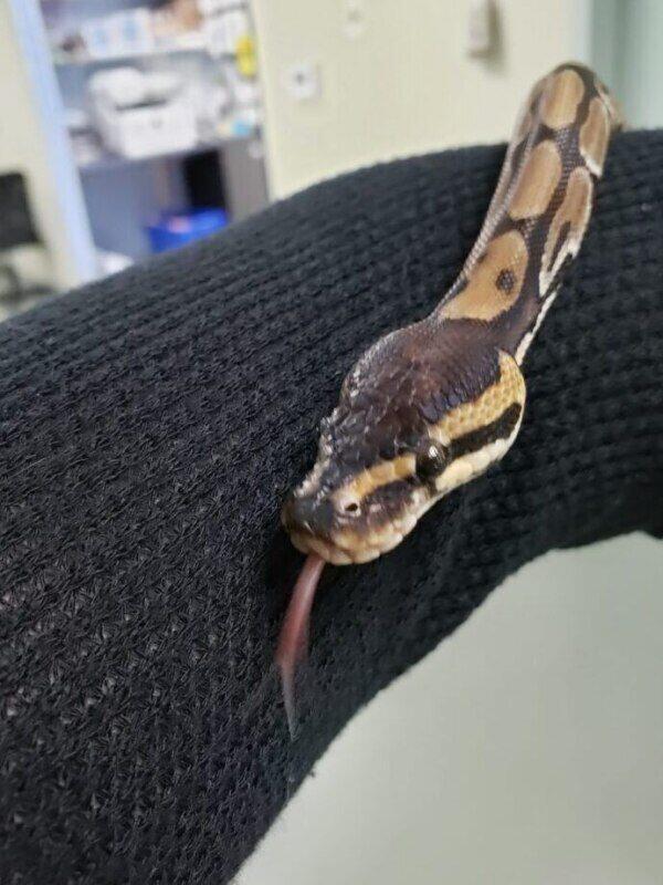 Cuidados Preventivos y Veterinarios para Serpientes