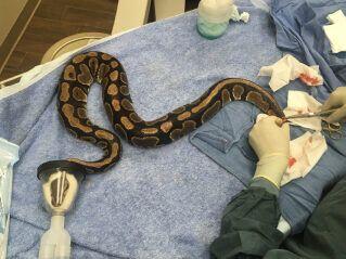 Cuidados Preventivos y Veterinarios para Serpientes