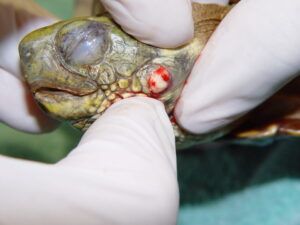 Trastornos Reproductivos y de Crecimiento en Tortugas