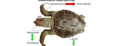Enfermedades Infecciosas y Parásitos en Tortugas