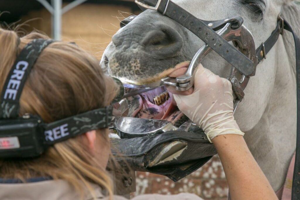 Innovaciones y Terapias Avanzadas en la Medicina Equina